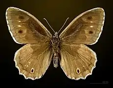 Male