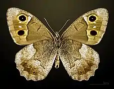 Male underside