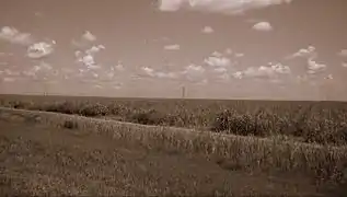 A sugarcane plantation on the Hippo Valley Estate.