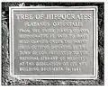 Plaque at base of Tree of Hippocrates at the National Library of Medicine.