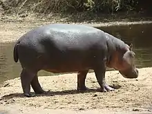 Image 2Hippopotamus at the Benoue National Park (from Tourism in Cameroon)