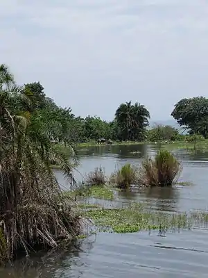 Rubondo Island and Lake Victoria, with hippos in the background.