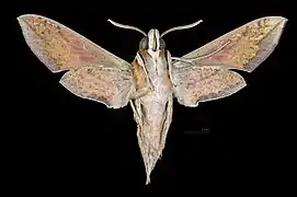 Male ventral view