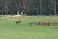 Deer rutting near Starkshorn