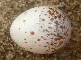 Egg