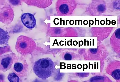 Microanatomy of the pars distalis showing chromophobes, basophils, and acidophils