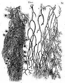11 Usnea (beard lichens)