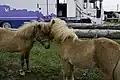 Horses on Hjallerup Market 2007