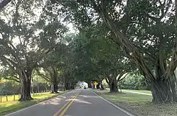 Banyan trees on Hobe Sound Beach in Jupiter Island