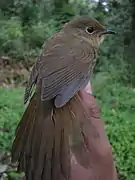 A juvenile female white-bellied redstart, Arunachal Pradesh, India