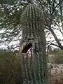 Longer view of living saguaro with hole seen in previous close-up
