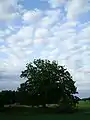 Tree & Cloud motive in Hölö