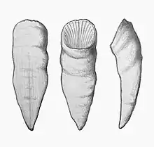 A illustration depicting H.calceoloides