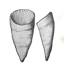 My illustration of H. mitrata