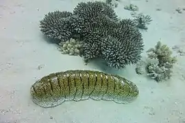 Holothuria fuscopunctata