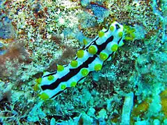 A live juvenile individual of  Pearsonothuria graeffei, in situ off Madagascar