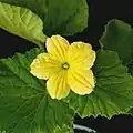 Honeydew melon yellow flower