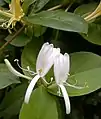 Lonicera japonica