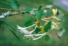 Honeysuckle