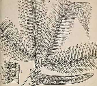 illustration of plant species