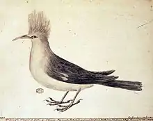 Drawing of grey-and-white bird with tufted head and curved beak