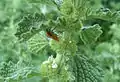 Horehound bug (Agonoscelis rutila), an insect that feeds on the plant