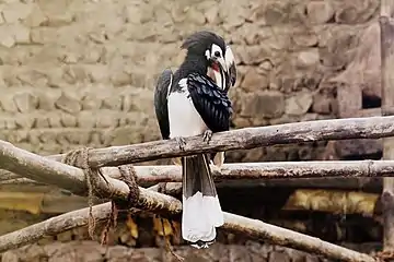 Hornbill at Nagaland Zoological Park