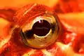 Eye external features of a frog