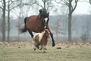 A large brown horse is chasing a small horse in a pasture.