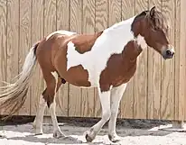 A bay tobiano