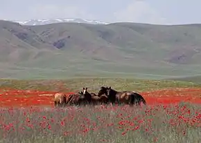 Horses in Kazakhstan.jpg