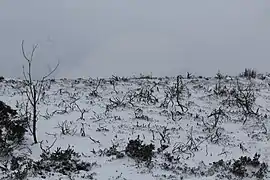 Scrubland under snow
