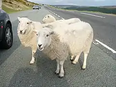 Sheep in a lay-by