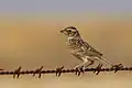 Singing bush lark, Mooloort Plains, Central Vic.