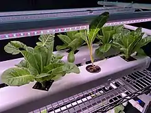 A rack fitted out with hydroponic NFT channels and HortiPower grow-lights for leafy greens