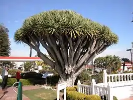 Dragon Tree located at the Hotel del Coronado