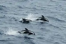 Hourglass dolphin