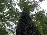 Red Oak tree along the Right Sawmill Trail