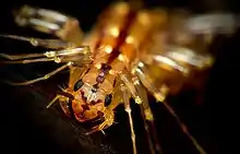 Image 26The head of Scutigera coleoptrata, showing antennae, compound eyes and mouthparts (from Myriapoda)