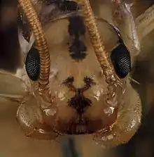 Magnified close-up of a centipede head showing prominent compound eyes