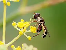 Male Syritta pipiens hoverflies use motion camouflage to approach females