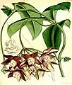 Hoya imperialis