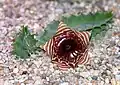 Huernia zebrina