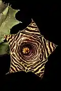 Huernia zebrina subsp. zebrina