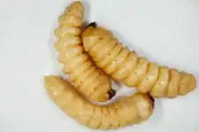 Larvae of P. reticularis
