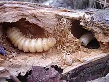 Huhu larvae in wood