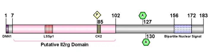 Human CXorf65 predicted post-translational modifications schematic