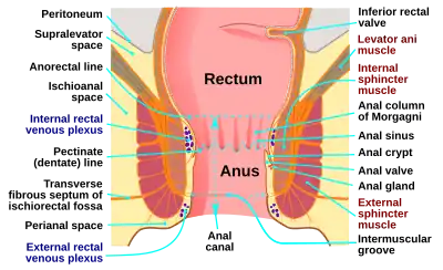 Anatomy of the human anus.
