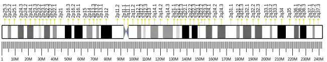 Chromosome 2 (human)