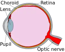 Cross-section diagram of an eye, showing the pupil (left), the choroid lens (in yellow, around the eye's perimeter), the retina (in red, below the choroid lens and around most of the eye's right-hand perimeter) and the optic nerve (bottom right, leading off from the retina in red).